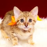 ベンガルの子猫2017年1月24日生まれ　311番オレンジちゃん