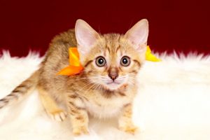 ベンガルの子猫2017年1月24日生まれ　311番オレンジちゃん