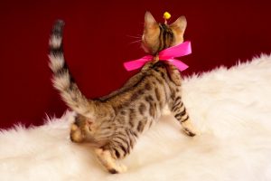 ベンガルの子猫2017年1月24日生まれ　307番ピンクちゃん