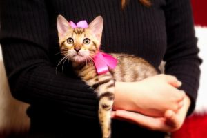 ベンガルの子猫2017年1月24日生まれ　307番ピンクちゃん