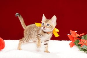 ベンガルの子猫2017年10月15日生まれ　429番オレンジちゃん