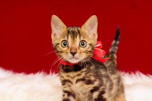 ベンガルの子猫 2017年2月6日生まれ　316番あかちゃん