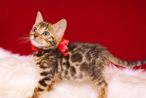 ベンガルの子猫 2017年2月6日生まれ　316番あかちゃん