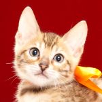 ベンガルの子猫2017年10月15日生まれ　429番オレンジちゃん