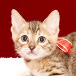 ベンガルの子猫2017年10月15日生まれ　430番あかちゃん