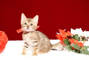 ベンガルの子猫2017年10月15日生まれ　430番あかちゃん
