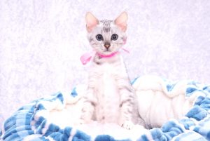 ベンガルの子猫2017年10月21日生まれ　432番ピンクちゃん