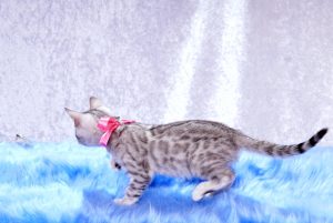 ベンガルの子猫2017年10月21日生まれ　432番ピンクちゃん
