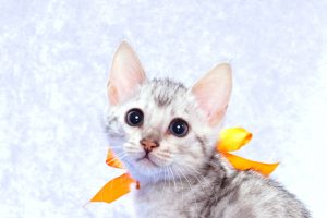 ベンガルの子猫2017年10月21日生まれ　433番オレンジちゃん