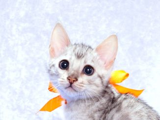 ベンガルの子猫2017年10月21日生まれ 433番オレンジちゃん