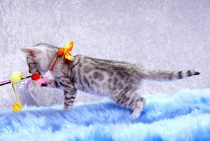 ベンガルの子猫2017年10月21日生まれ　433番オレンジちゃん