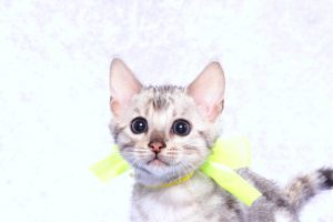 ベンガルの子猫2017年10月21日生まれ　435番イエローくん