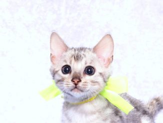 ベンガルの子猫2017年10月21日生まれ 435番イエローくん
