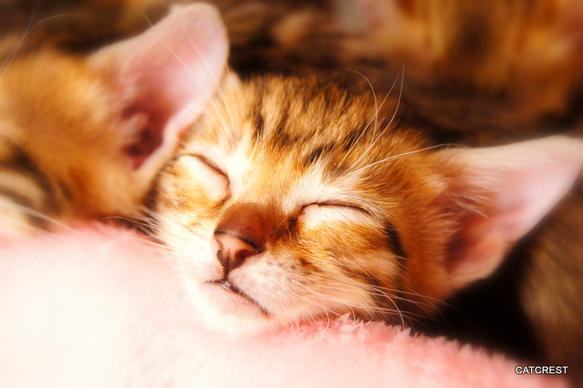 ベンガルの子猫の寝顔
