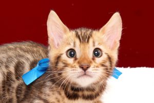 ベンガルの子猫2017年11月29日生まれ　444番ブルー君