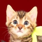ベンガルの子猫2017年11月29日生まれ　443番イエロー君