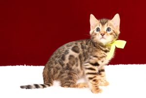 ベンガルの子猫2017年11月29日生まれ　443番イエロー君