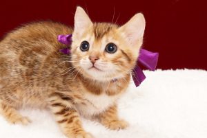 ベンガルの子猫2017年11月30日生まれ　445番むらさきちゃん