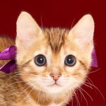 ベンガルの子猫2017年11月30日生まれ　445番むらさきちゃん