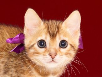 ベンガルの子猫2017年11月30日生まれ 445番むらさきちゃん