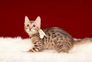 ベンガルの子猫2017年2月9日生れ　N317番　ホワイトちゃん