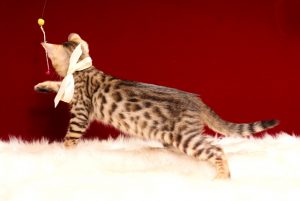 ベンガルの子猫2017年2月9日生れ　N317番　ホワイトちゃん