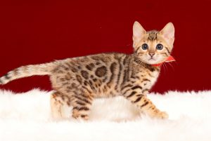 ベンガルの子猫 2017年3月17日生まれ　S332番あかちゃん