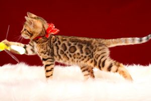 ベンガルの子猫 2017年3月17日生まれ　S332番あかちゃん