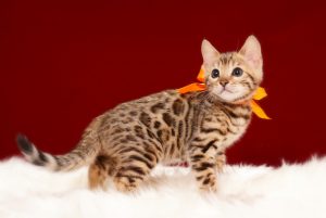 ベンガルの子猫 2017年3月17日生まれ　S331番おれんじちゃん