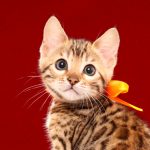 ベンガルの子猫 2017年3月17日生まれ　S331番おれんじちゃん