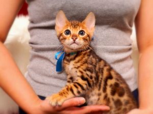 ベンガルの子猫 2017年3月17日生まれ　S329番あお君