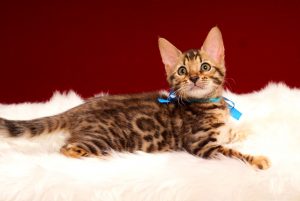 ベンガルの子猫　2017年3月3日生まれ　322番　ブルー君