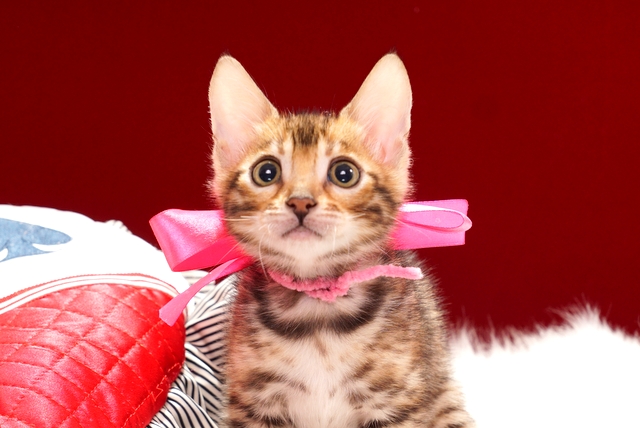 ベンガルの子猫　2017年4月13日生まれ　340番ピンクちゃん