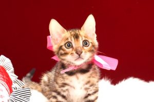 ベンガルの子猫　2017年4月13日生まれ　340番ピンクちゃん