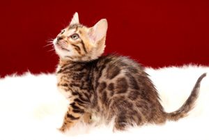 ベンガルの子猫 2017年4月13日生まれ　341番パープルちゃん
