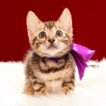 ベンガルの子猫 2017年4月13日生まれ　341番パープルちゃん