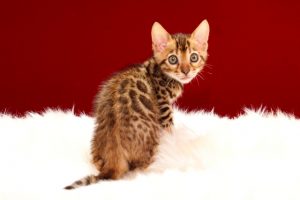 ベンガルの子猫 2017年4月13日生まれ　342番イエローちゃん