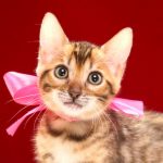 ベンガルの子猫 2017年4月7日生まれ 338番ピンクちゃん