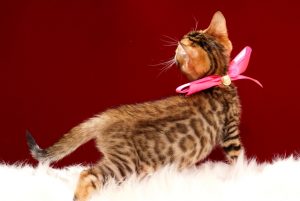 ベンガルの子猫 2017年4月7日生まれ 338番ピンクちゃん