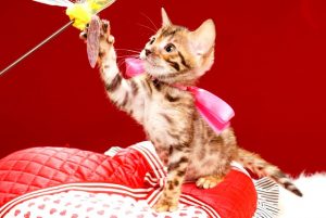 ベンガルの子猫 2017年6月19日生まれ　367番ピンクちゃん