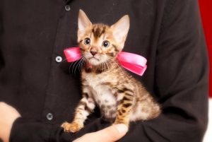 ベンガルの子猫 2017年6月19日生まれ　367番ピンクちゃん