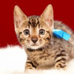 ベンガルの子猫 2017年6月19日生まれ　365番ブルー君