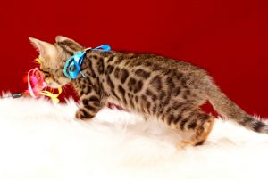 ベンガルの子猫 2017年6月19日生まれ　365番ブルー君