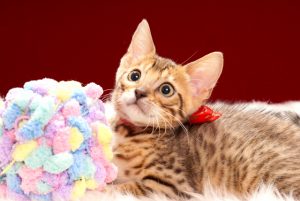 ベンガルの子猫 2017年4月7日生まれ　356番あか君