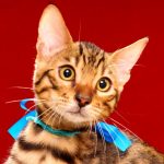 ベンガルの子猫 2017年4月27日生まれ 349番ブルー君