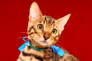 ベンガルの子猫 2017年4月27日生まれ 349番ブルー君
