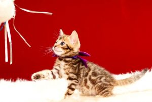 ベンガルの子猫 2017年7月9日生まれ 391番パープルちゃん