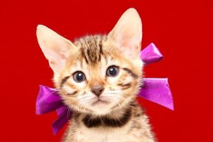 ベンガルの子猫 2017年7月18日生まれ 387番むらさきちゃん