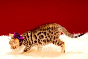 ベンガルの子猫 2017年7月18日生まれ 387番むらさきちゃん
