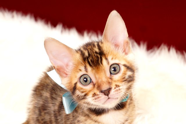 ベンガルの子猫 2017年7月18日生まれ 384番みずいろ君